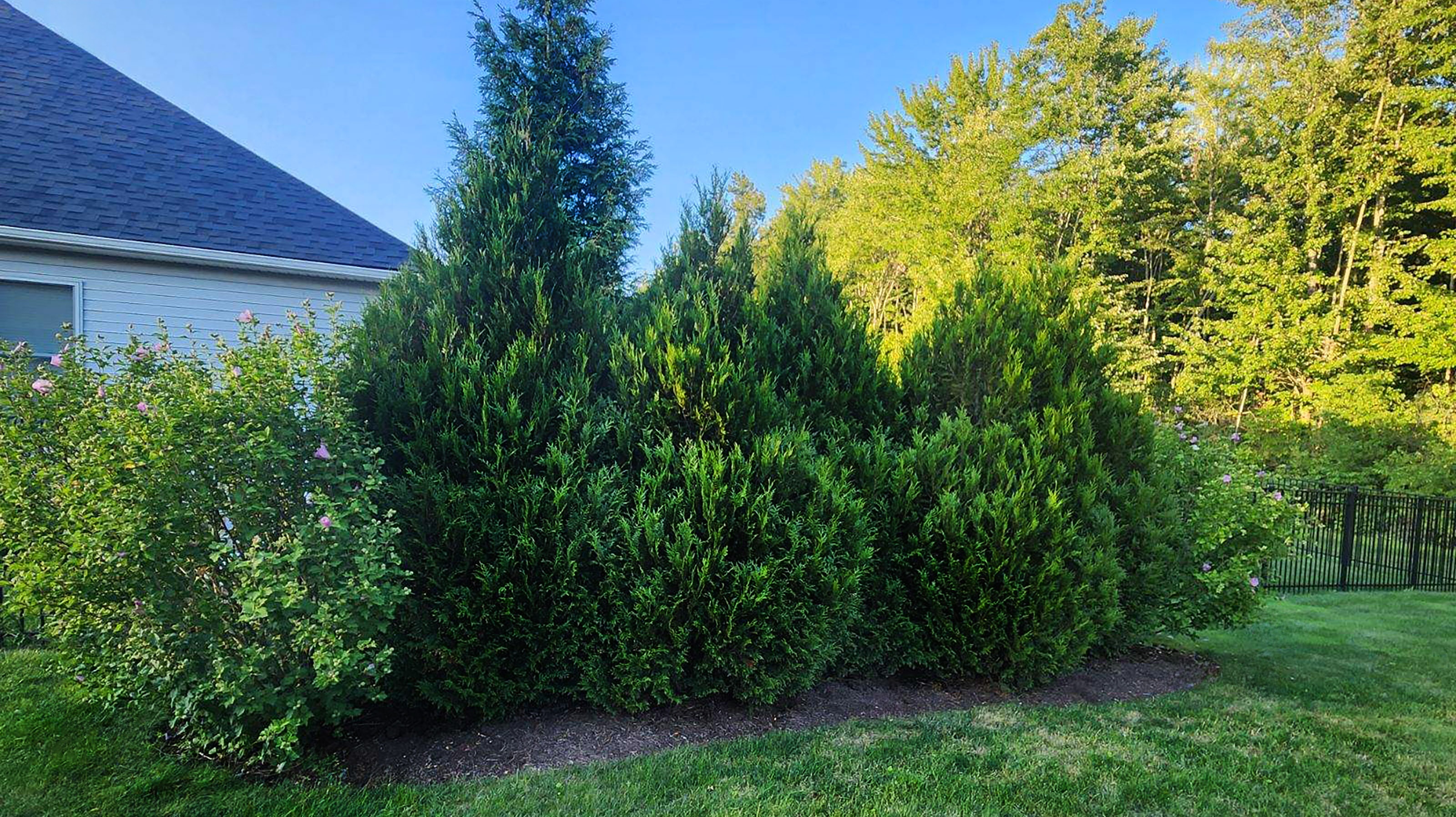 Customer photo demonstrating the size, shape and color comparison of Tight Squeeze (foreground) and Green Giant (background)   