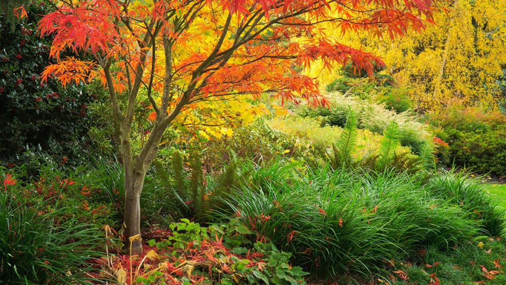 Fall colored, warmer zone plant landscape featuring a Japanese maple as well as ferns, grasses, coral bells, and birch trees.