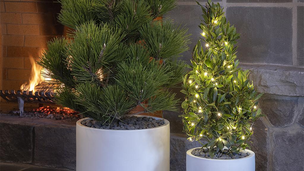 two alternative Christmas trees including sweet bay laurel tree in white container with lights next to a thunderhead pine in white container in front of a fireplace