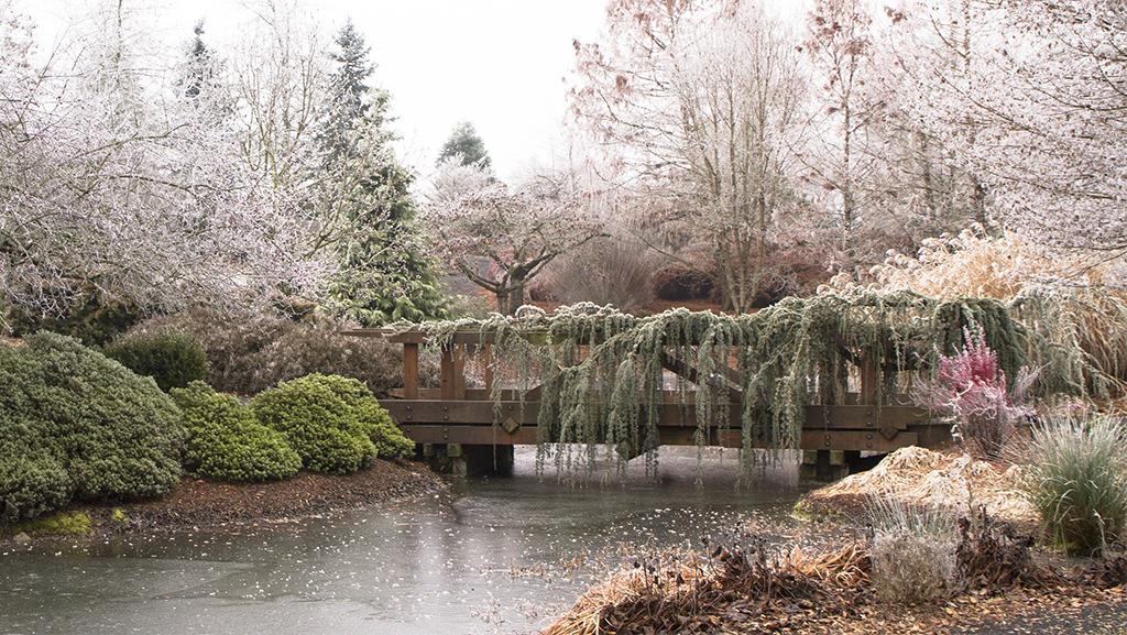 Winter frost plant landscape featuring a wooden bridge surrounded by Dwarf Conifers and tall trees.