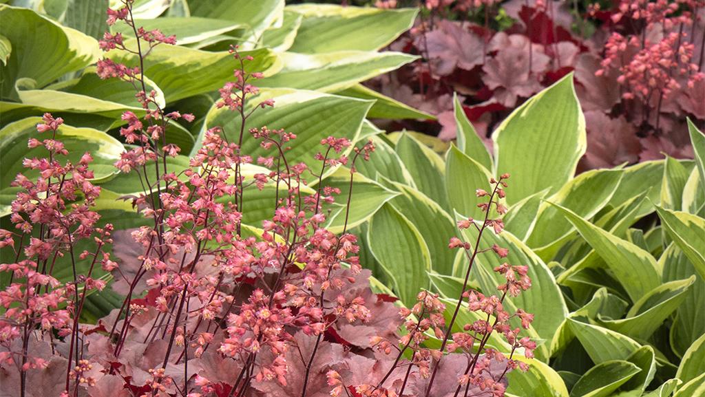 Close-up of green and red plants including Forever Red Heuchera.