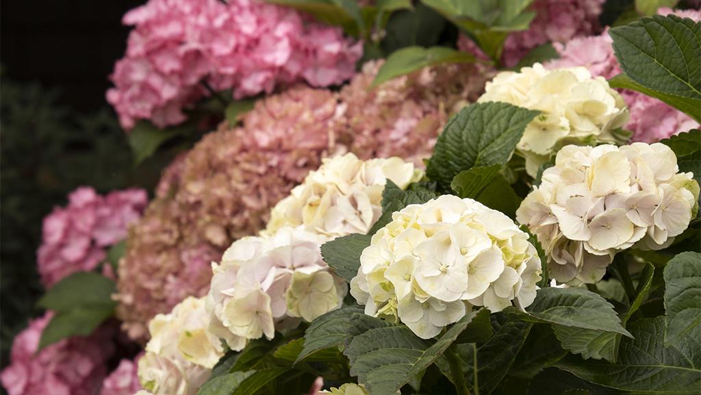 Hydrangea Care Guide: Expert tips for growing confidently