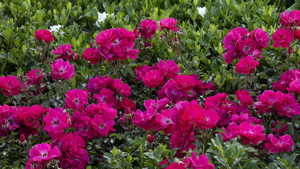 Your Guide to Caring for Your Roses in the Summer