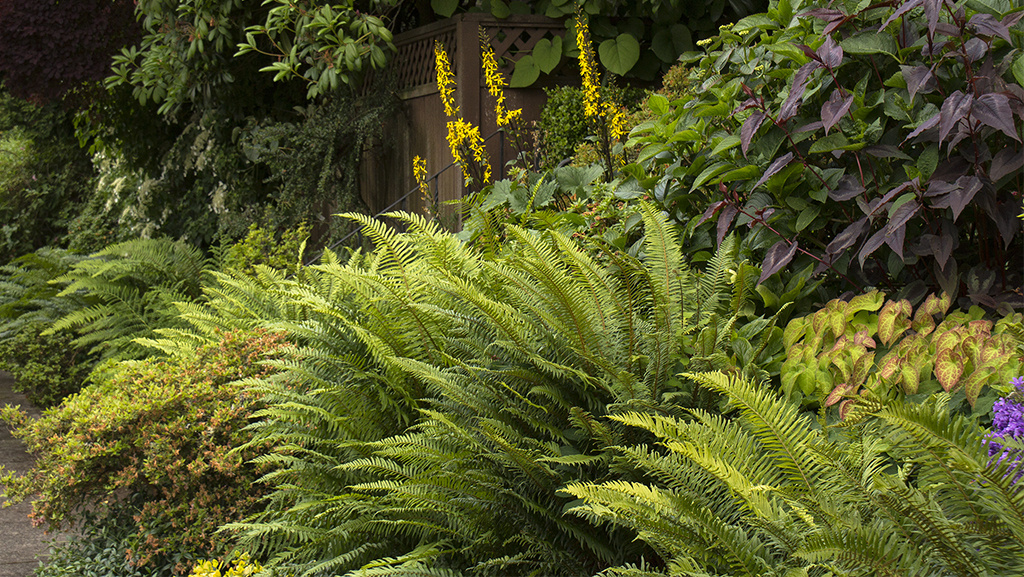 Shade Garden Secrets: Design Tips and Plants for Your Shady Spaces