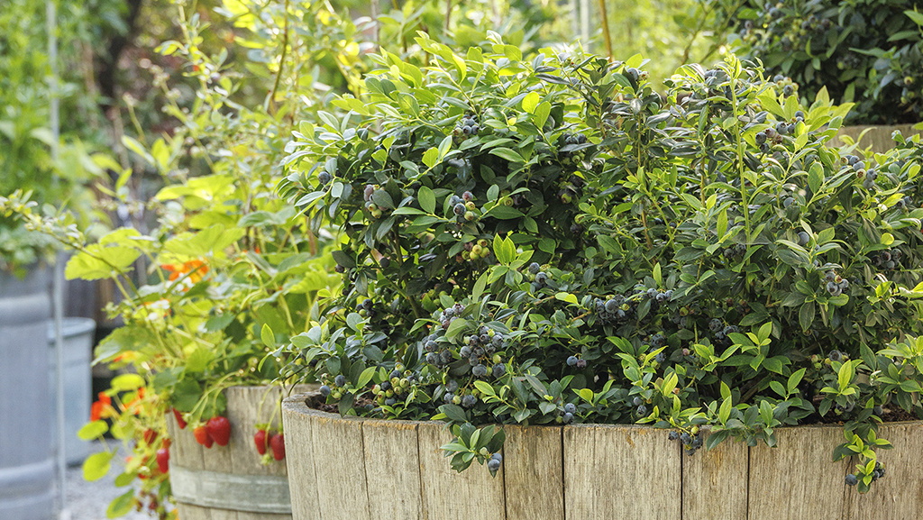 Putting Container-Planted Berries to Bed