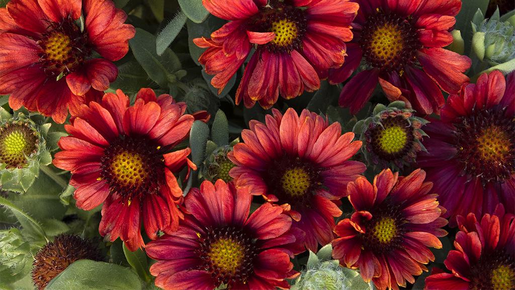 red blanket flowers with yellow center eye