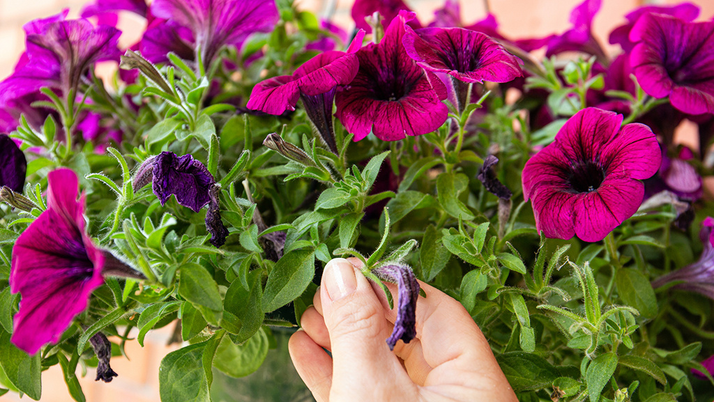pinching dead flowers off of a petunia plant