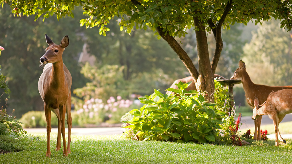 Deer-Resistant Plants and Deer-Deterring Tips for Your Garden