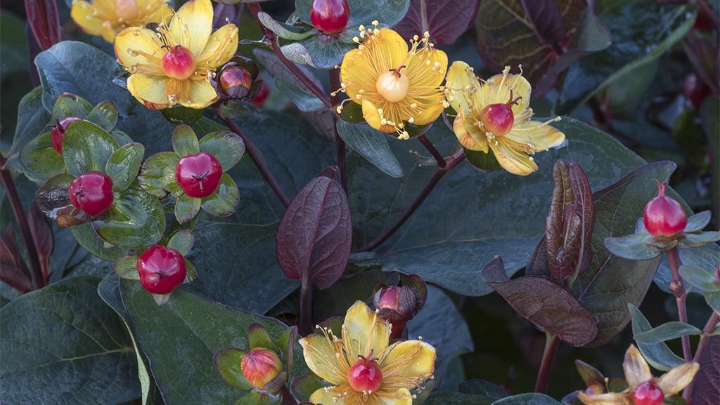 yellow flowers, pink berries, and dark foliage on FloralBerry Sangria St John's Wort