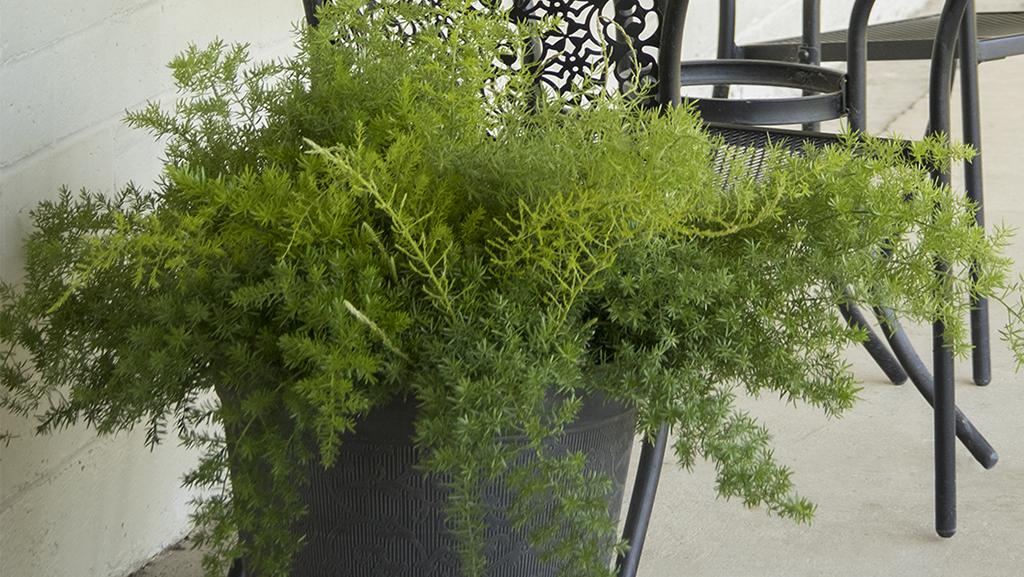 Our Favorite Ferns to Grow Indoors Plus Tips for Growing Them