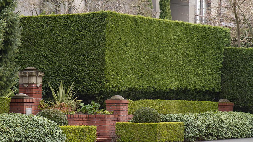 emerald green arborvitae sculpted privacy  hedge