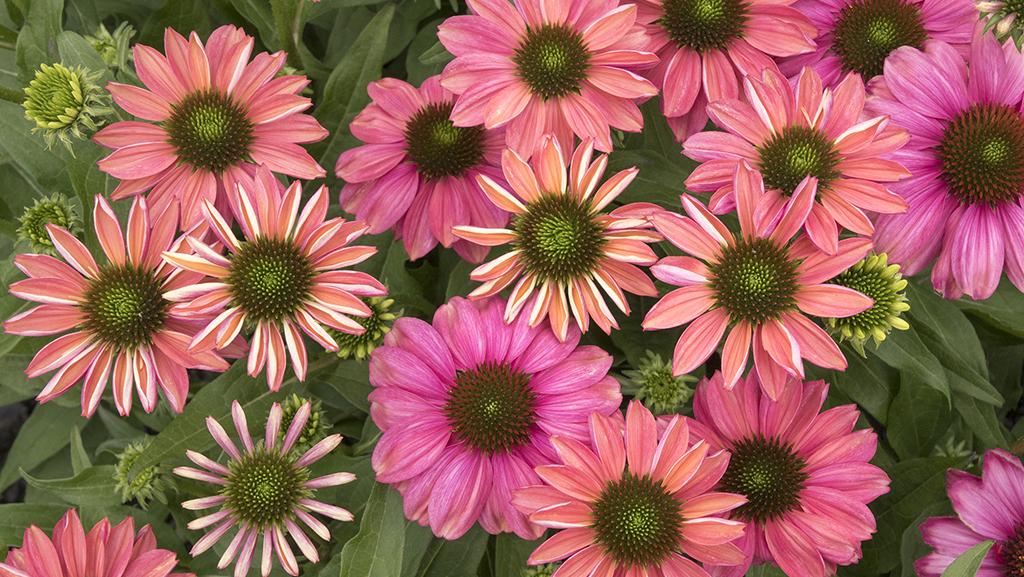 Must-Have Plants and How to Use Them: Uncovering your garden style webinar