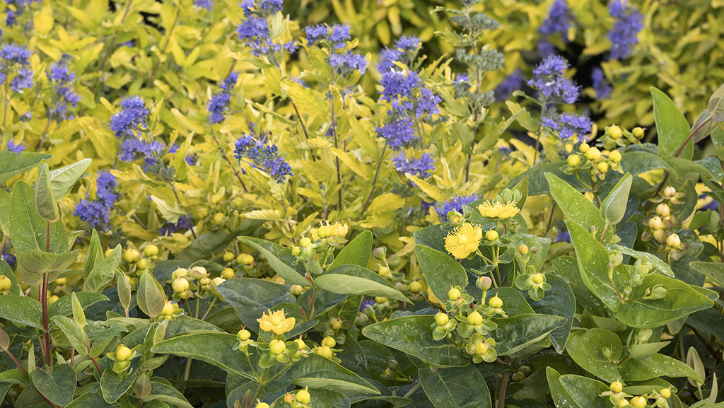 10 Plant Palettes to Perk Up Your Late-Season Containers and Borders