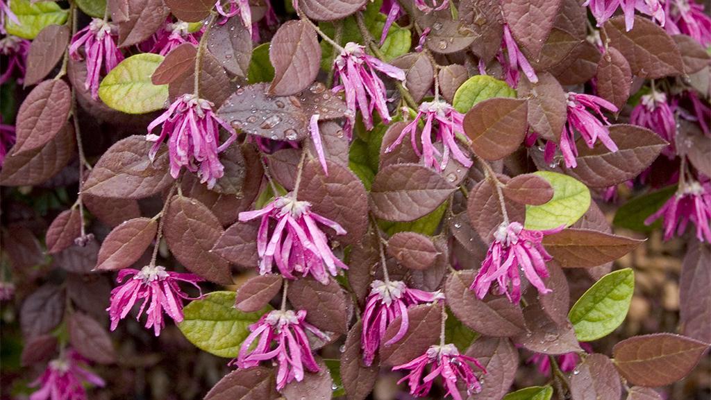Early-Spring Blooming Shrubs for Bliss and Beauty