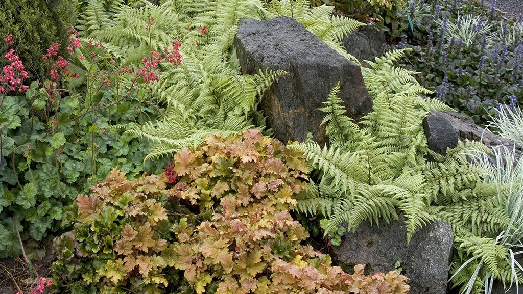 coral bells, ghost fern, and ajuga in a dry shade garden