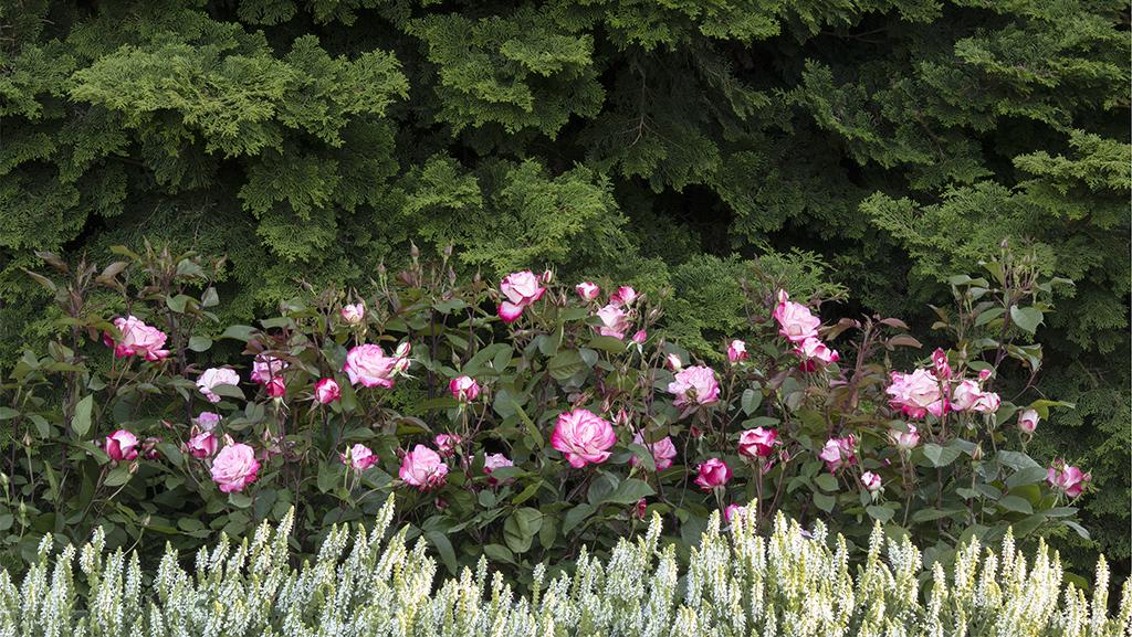 Try these fast-growing shrubs in your backyard
