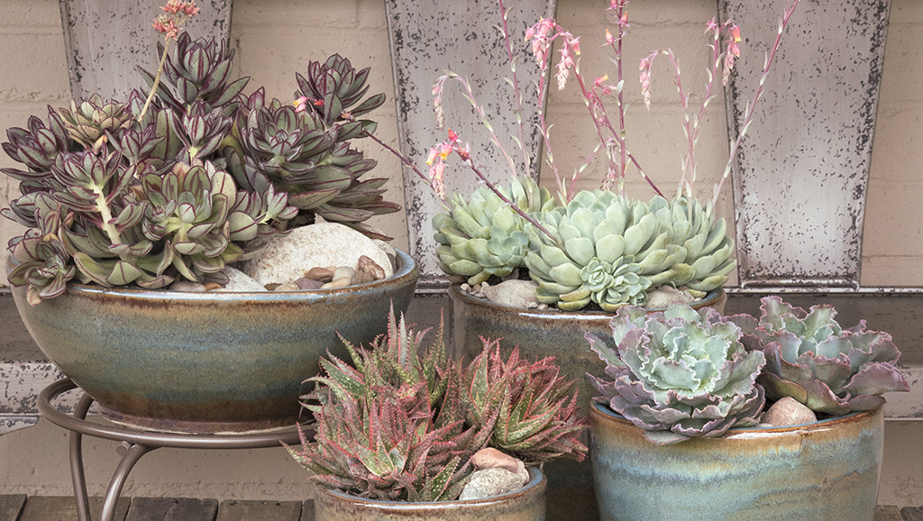 four different succulent containers including echeveria and aloe