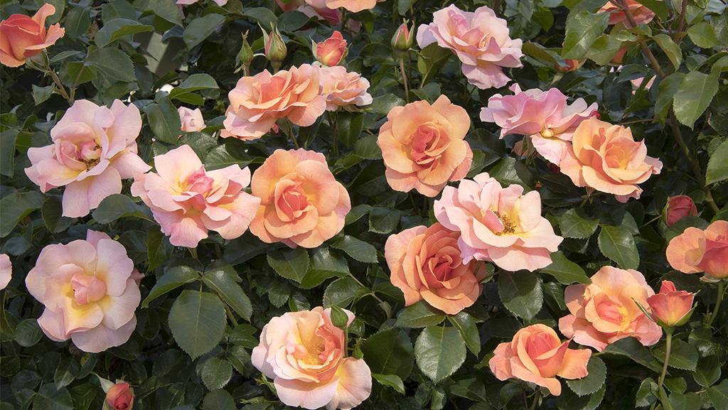 peach roses against green foliage