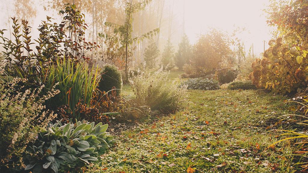 late fall garden with frost on plants and leaves on ground
