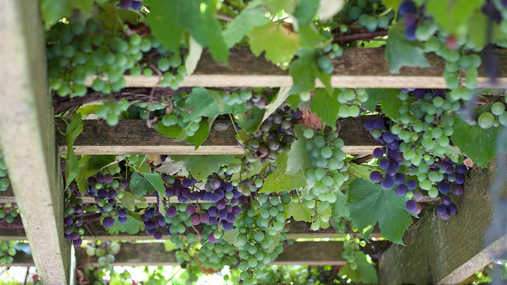 How to grow your own grapes: the best vines for British gardens