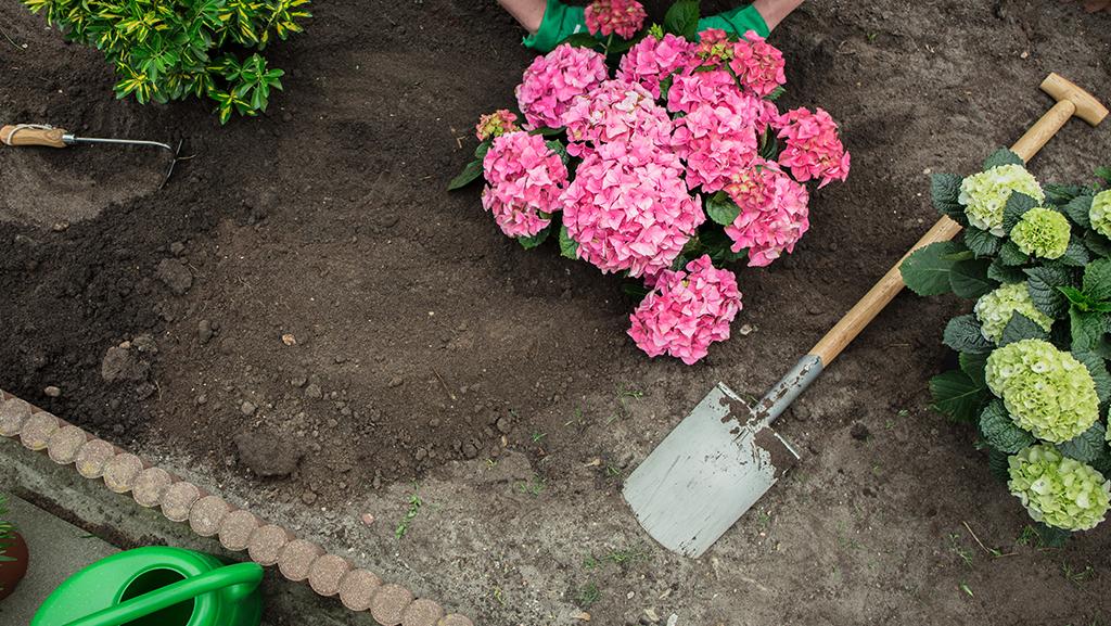 Top 10 Tips for Planting Shrubs, Trees, and Perennials in Summer