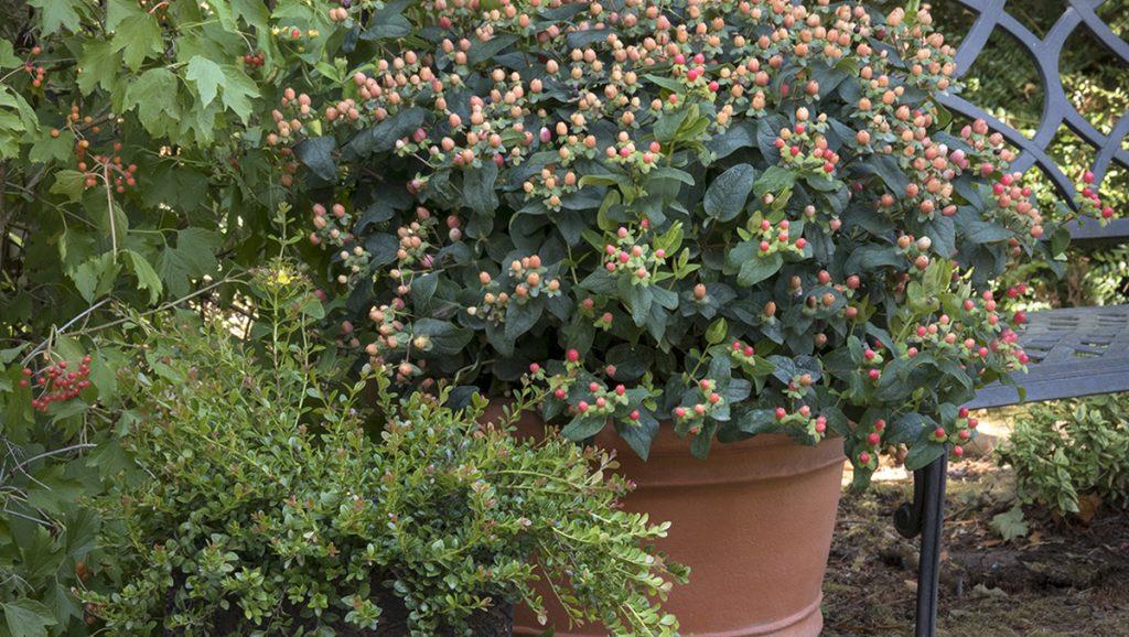 7 Shrubs for Fall-into-Winter Containers