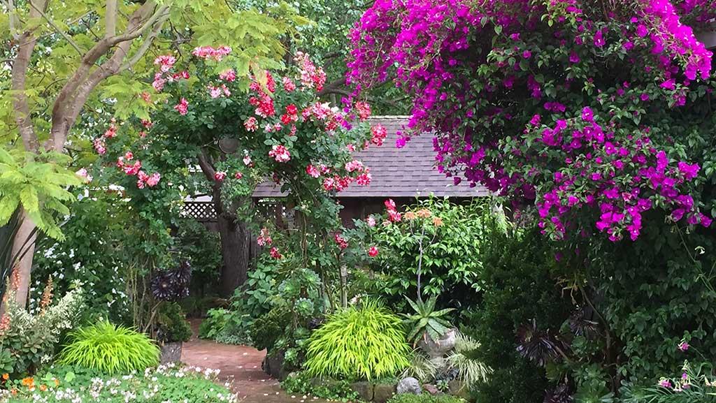 Cottage with a climbing rose on an iron arbor, Purple Queen Bougainvillea, Japanese forest grass, and Biokovo cranesbill.