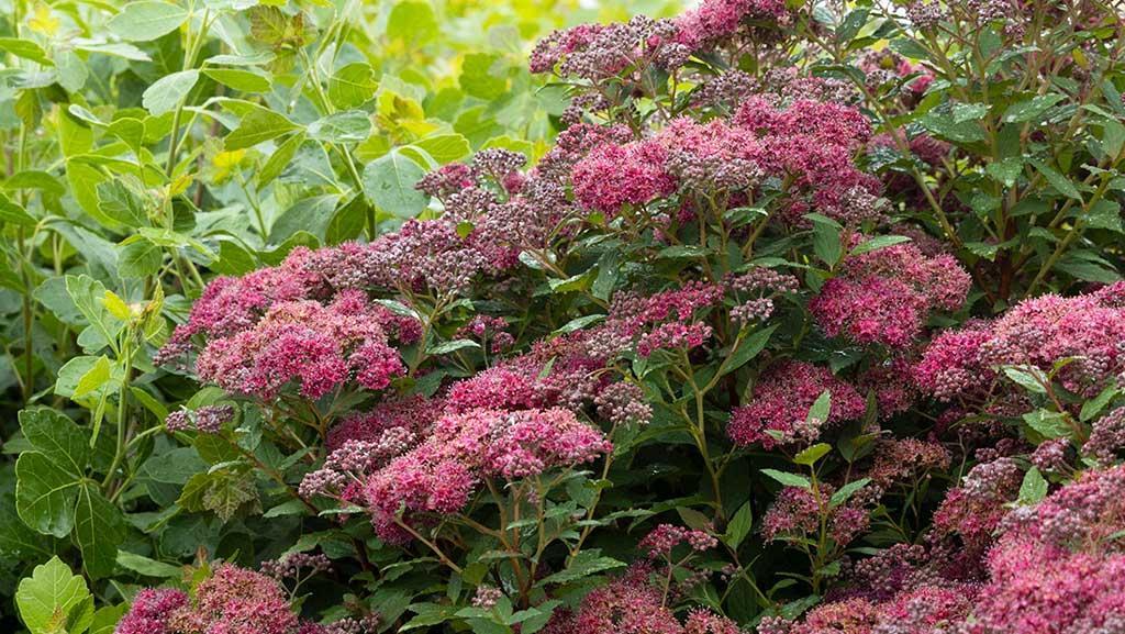 Image of Spiraea japonica Magic Carpet group of shrubs in garden