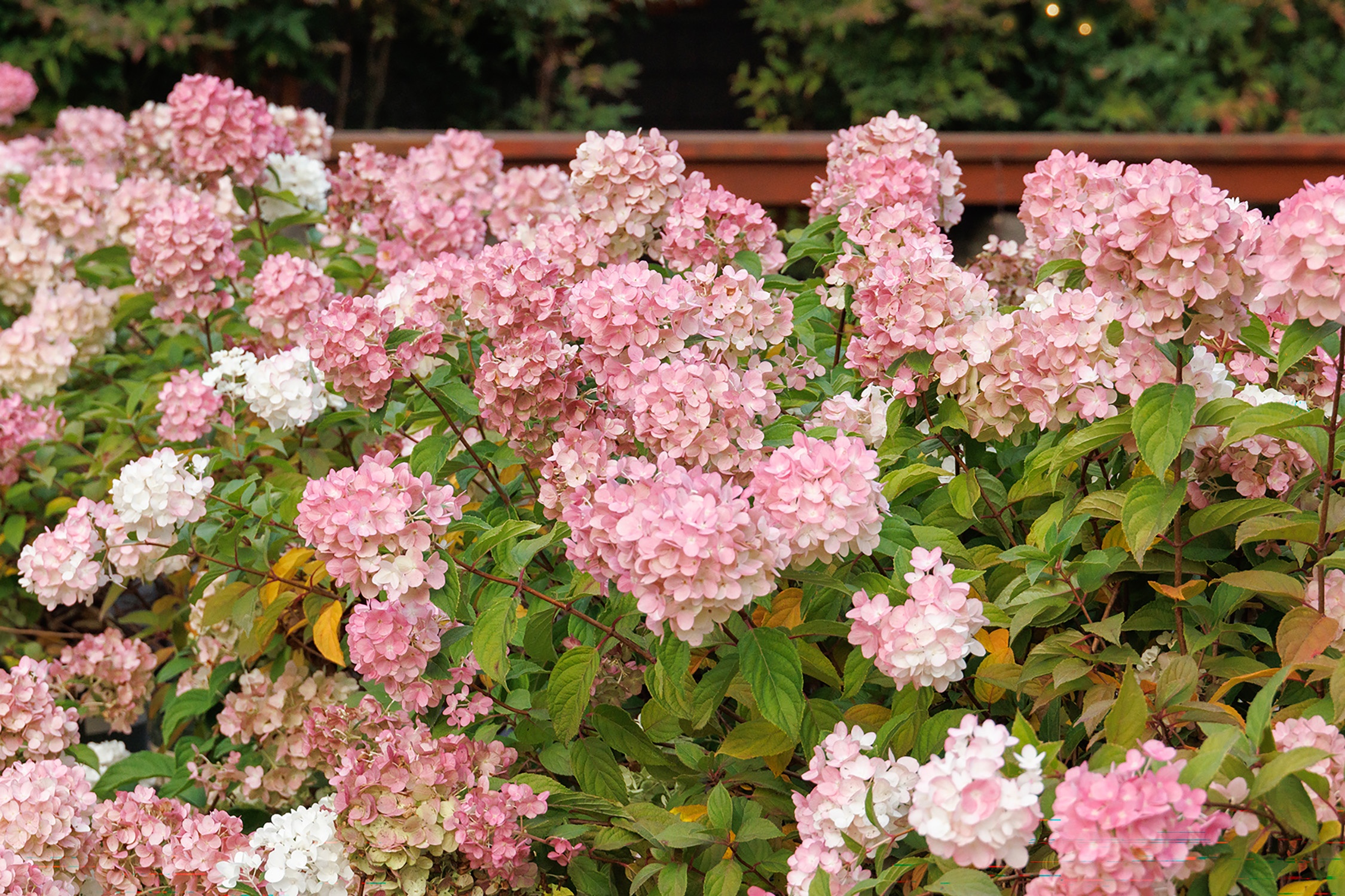 It's Showtime for Panicle Hydrangeas: Plus Tips for Growing Success