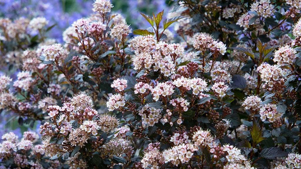 Dwarf Evergreen Shrubs