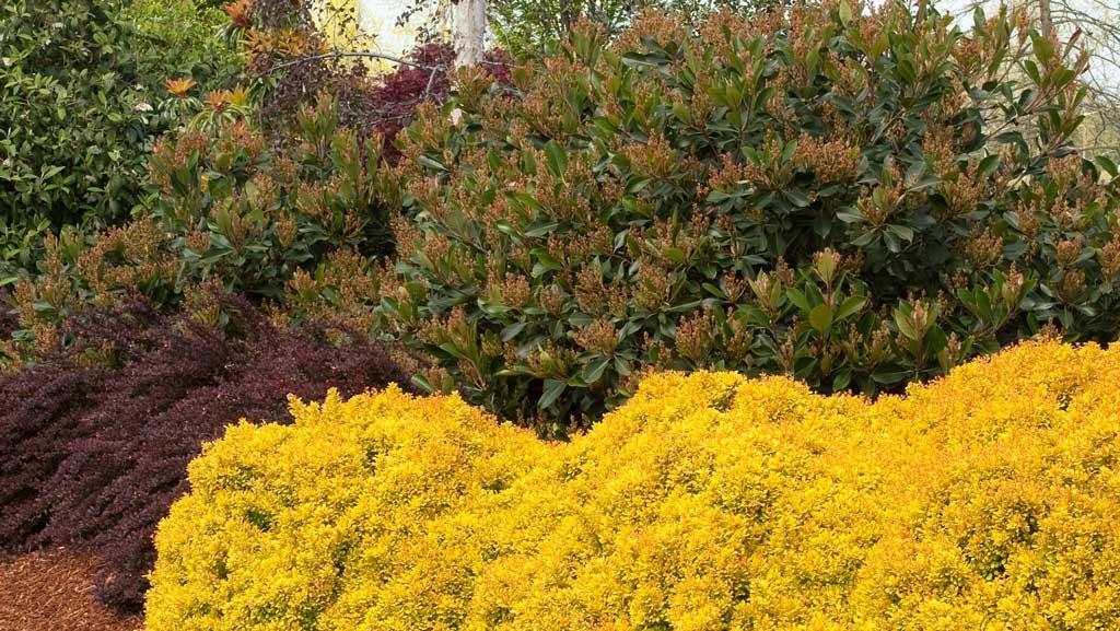 Green bushes behind yellow shrubs featuring the Golden Nugget Dwarf Japanese Barberry plant.