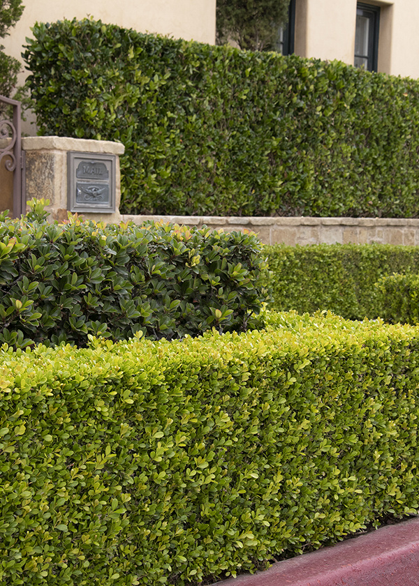 The Top 10 Best Shrubs for Hedges