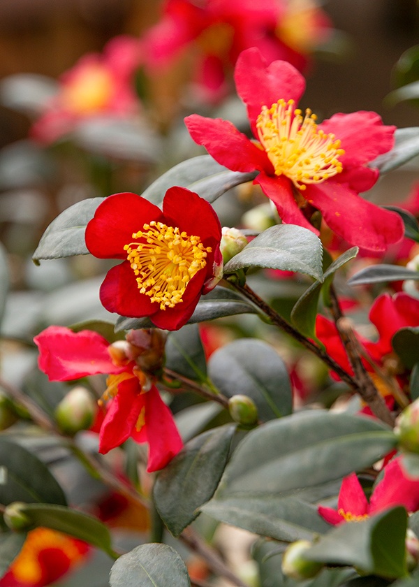 Seasonal Style from Garden to Grand Webinar Recording