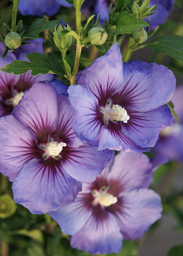 big purple rose of sharon hibiscus flowers have a tropical look 
