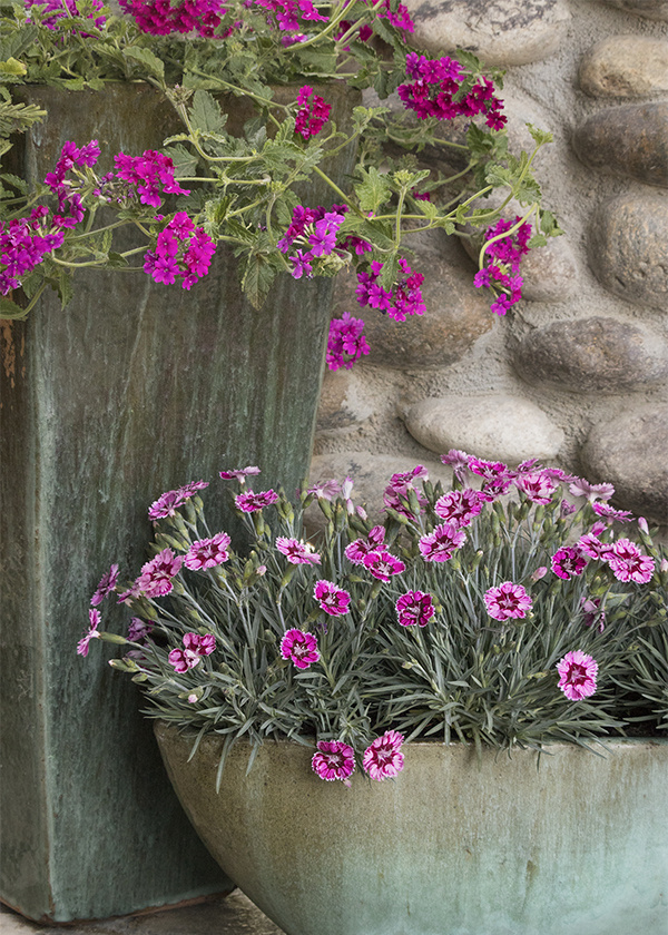 You can plant cold-hardy EnduraScape™ Magenta Verbena and pink Dianthus in containers for a quick pop of color as soon as temperatures start to rise. 