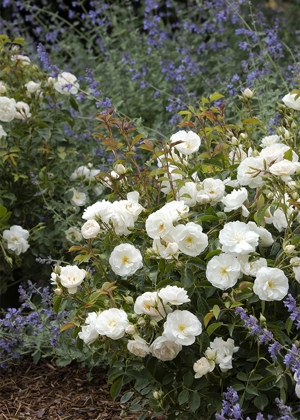 white roses in border with purple catmint flowers