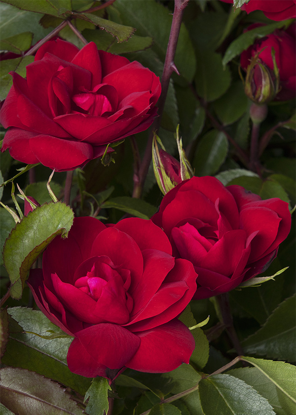 red roses mean romantic love