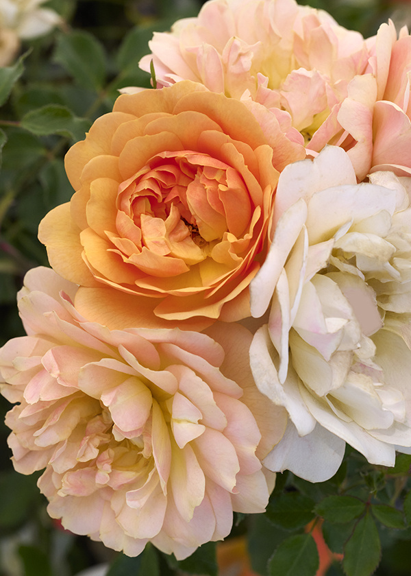 on-trend peach rose flowers