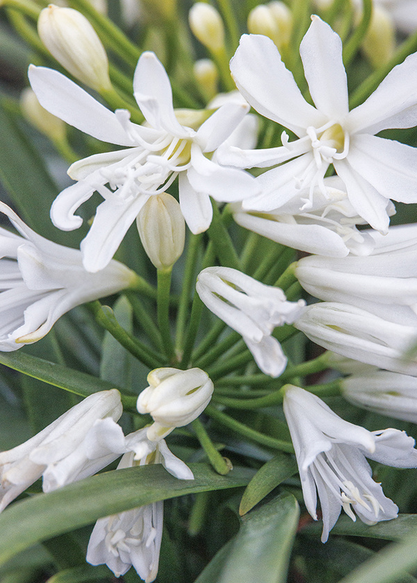 white agapanthus flowers