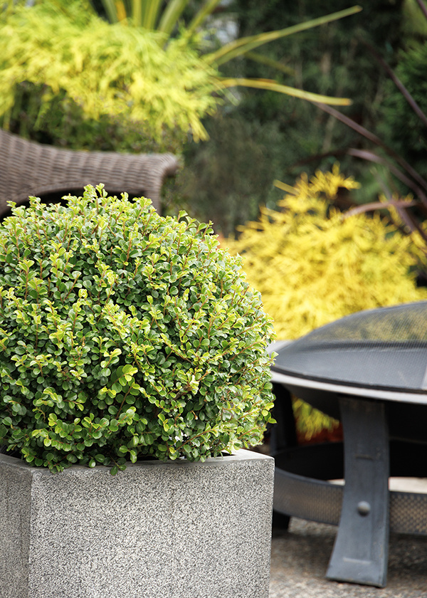 shear genius cotoneaster in container with firepit in background