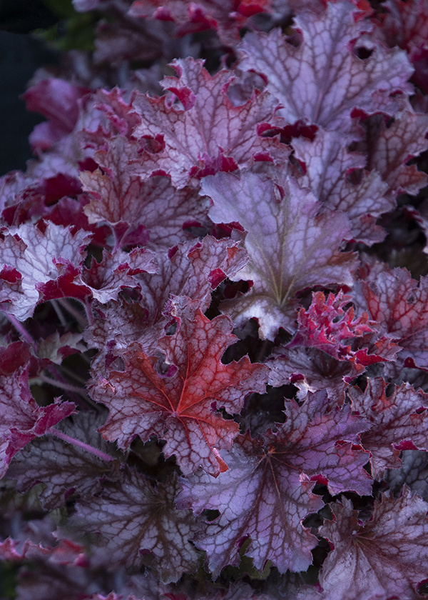 Close-up of purple Ruby Tuesday Coral Bells 