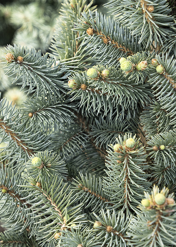 blue needles on blue spruce