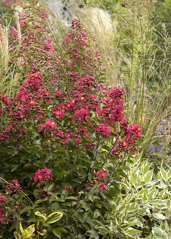 Crape Myrtle Care Guide: How to Grow and Care for Crape Myrtles 