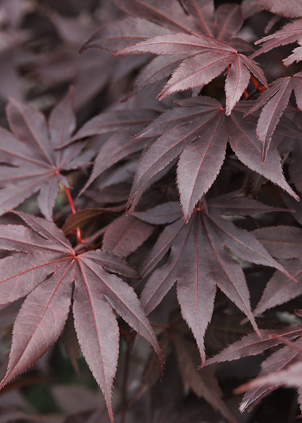 Japanese Maple Care Guide: How To Plant, Grow, And Care for Japanese Maples