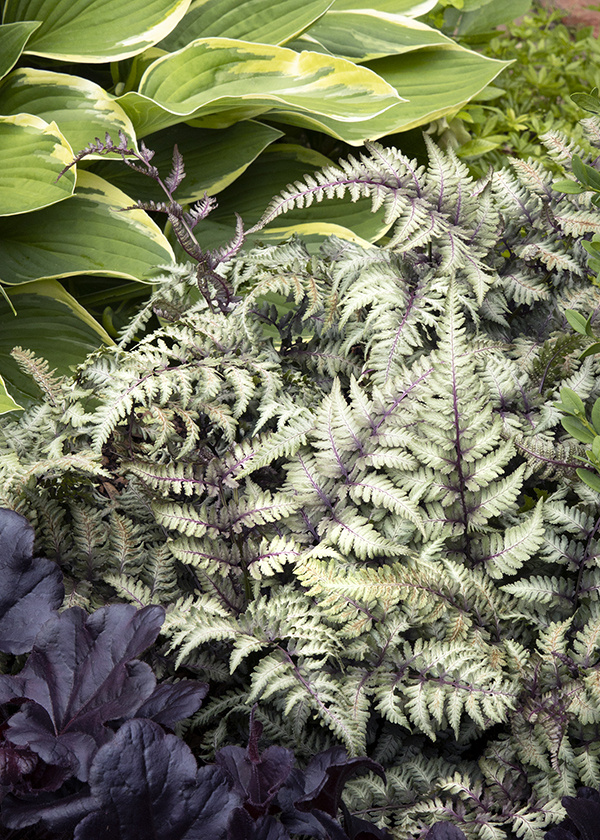 Discover the Best Types of Ferns for Indoor and Outdoor Gardens