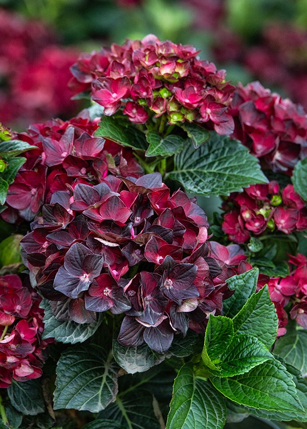 New Plants and Gardening Trends for 2026 Webinar