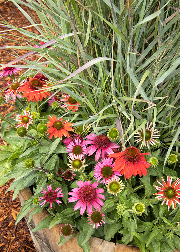 evolution coneflower and switchgrass pollinator container