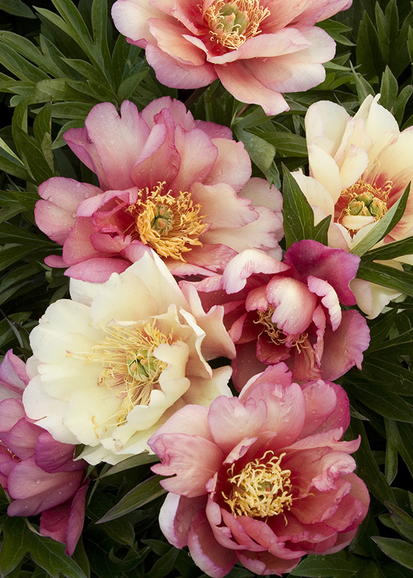 Peony Care Guide: How to Plant, Grow & Care for Peony Flowers