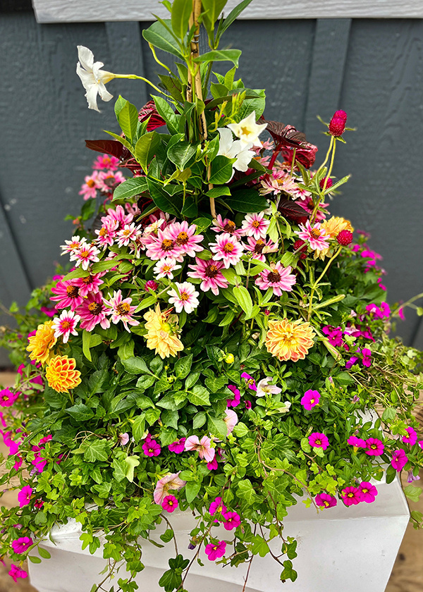 colorful summer container garden