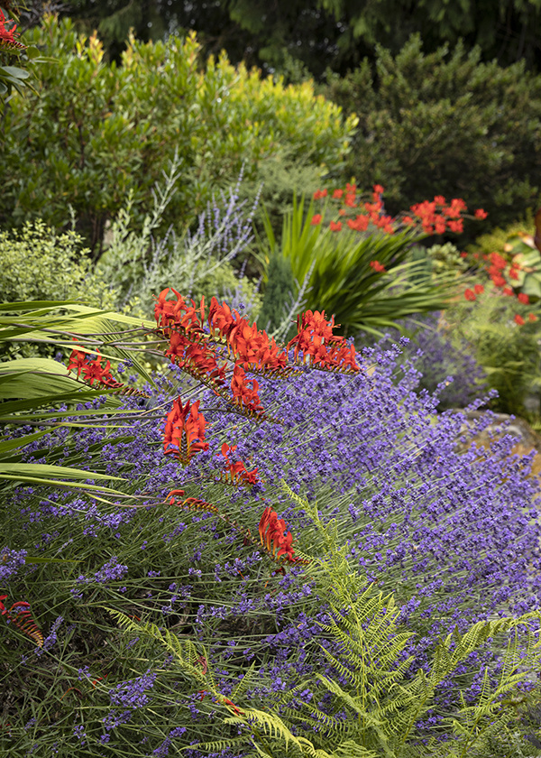 A colorful garden with contrasting orange and purple flowers